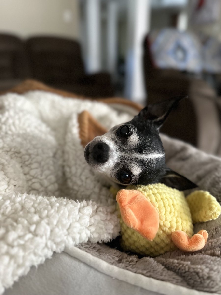 LisaRN02's tweet image. Rudy 💛