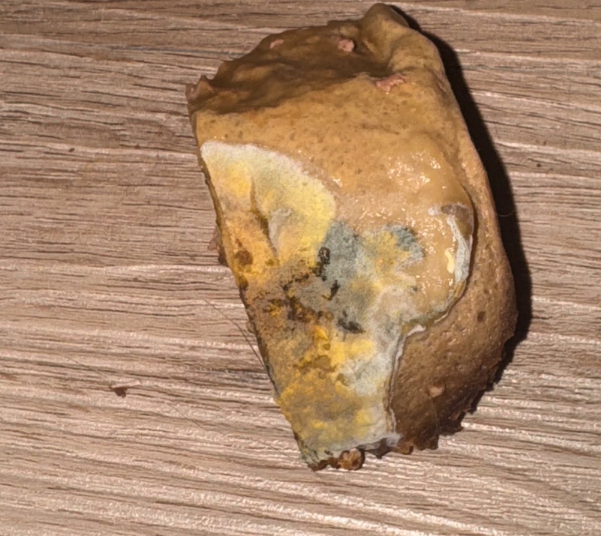 _ChaoticAllure's tweet image. Please explain to me what is growing in this freshly opened can of food that MY CATS JUST ATE OUT OF..I tried contacting customer service , was offered a replacement can???? Even tho 2 of my cats are vomiting and you won’t take the can to test…@Purina @Friskies @PurinaCatChow