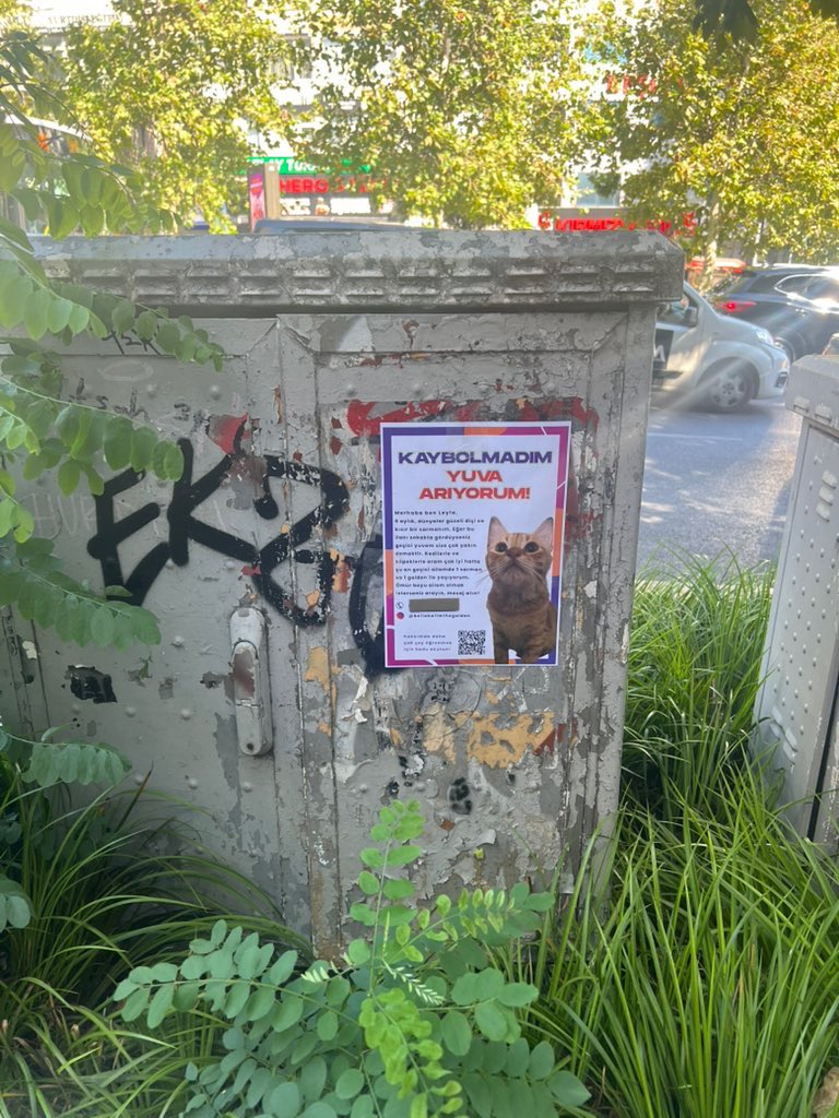 sosyal medya paylaşımlarımızla istediğim dönüşü alamayınca son çareyi ilan bastırmakta buldum 🤷🏼‍♀️