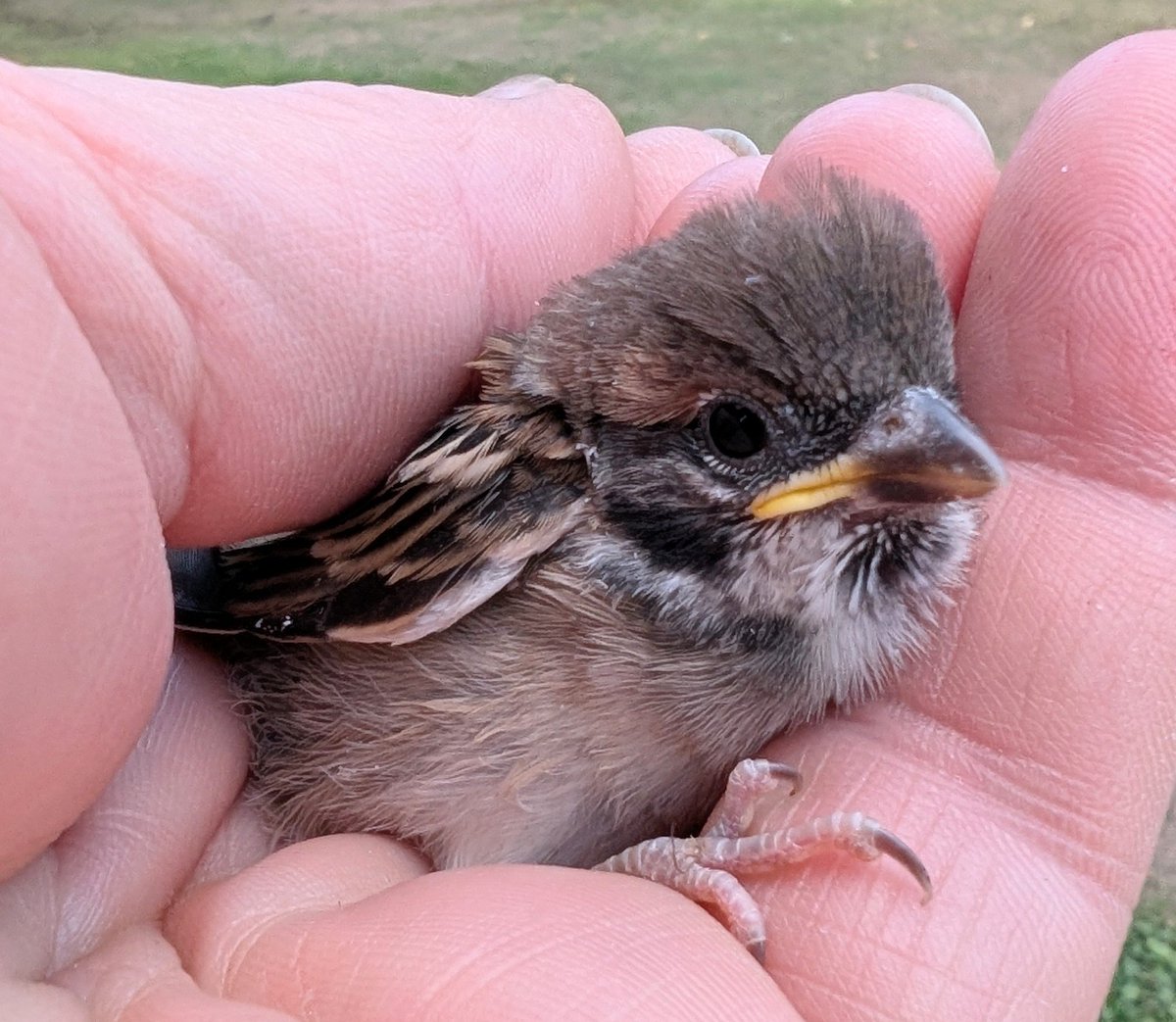 The Tree Sparrow breeding season was badly hit by the early harvest. It looked like they were going well, but in the end 1026 young fledged from 119 pairs at an average of 8.6. This is above average, but it's the worst breeding season for 5 years. They need a good winter now🙏