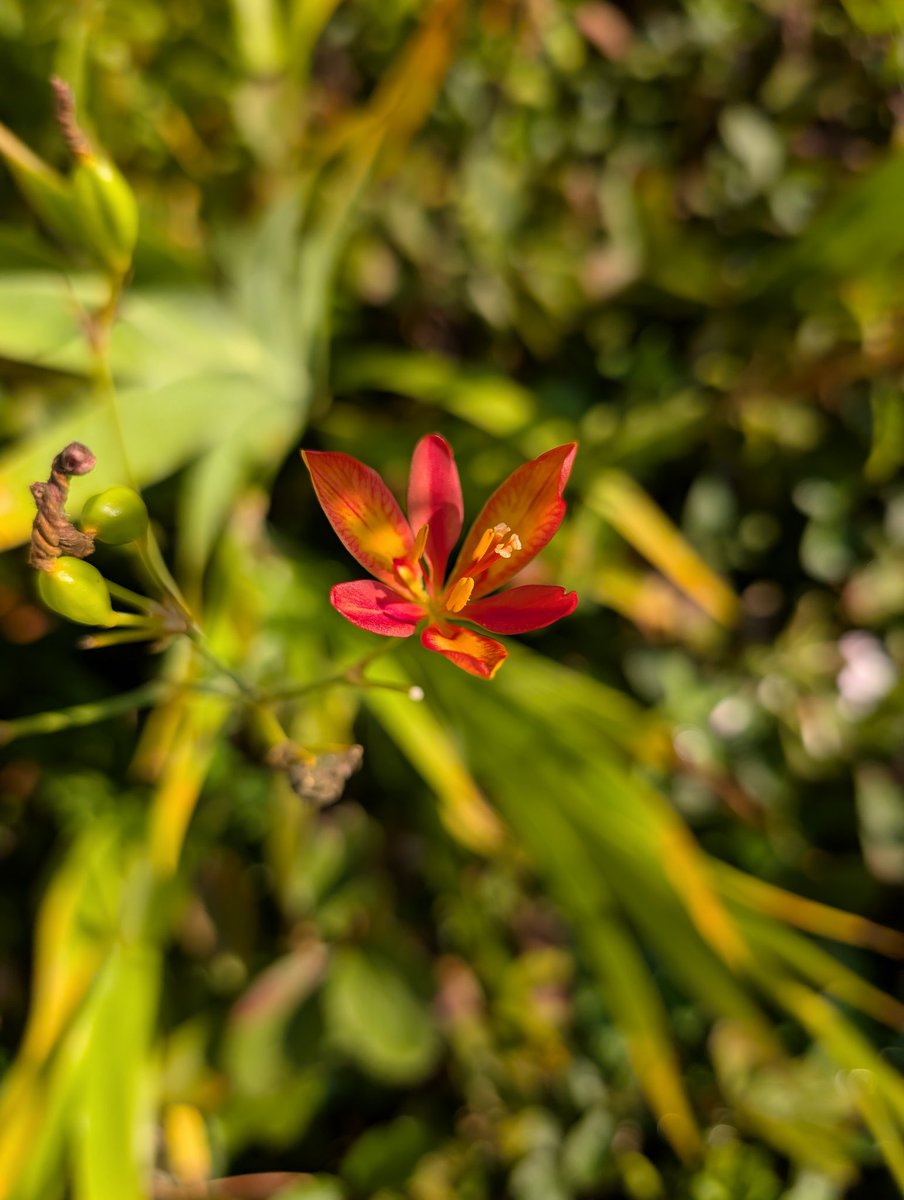 It's really hot outside already. Then old friend's wife called to say he's been moved to hospice and will go quickly. And yet the Lord gives us these little gifts.