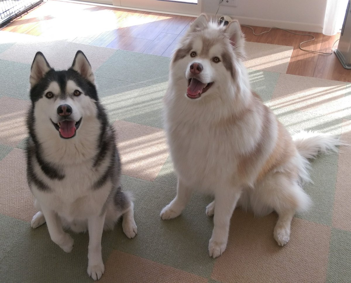 husky_az's tweet photo. また来年〜！
バンちゃんとグーちゃんを見守っててね❤ https://t.co/LnCswaQdpt