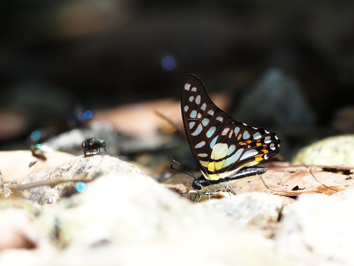 Graphium bathycles bathycloides