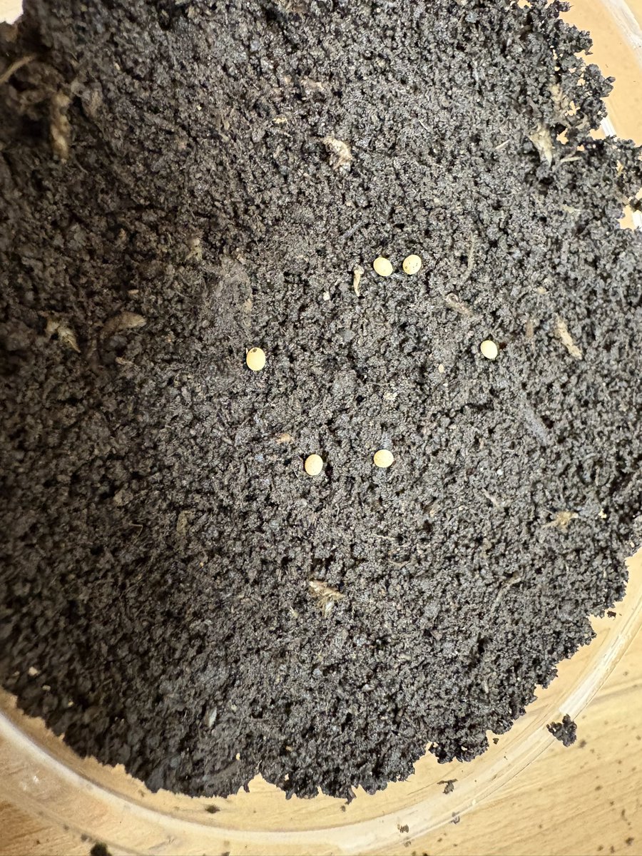 フォーチュンの成功に気を良くしながら産んでる気配無しのツカモトWD&amp;フォルモサスWDセットを解体。
ツカモト6卵&amp;フォルモサス3卵笑
産んでるだけよいのですが...やはりヒメミヤマ、難しい😅
老眼による卵の見落としを期待しつつ、♀も元気だしこれから産むものだと自分に言い聞かせ再セット☝️🤣