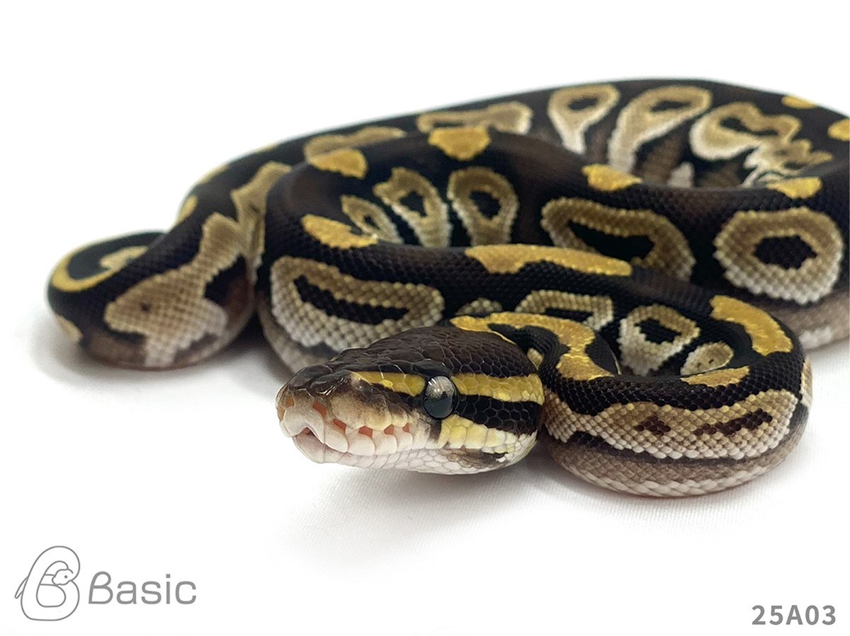 Basic_bp's tweet photo. 【SOLD OUT】
0.1 BH Lesser 100% Het VPI Axanthic
ブラックヘッドレッサー 100% Het VPIアザン ♀
¥35,000

個体ID:24A03
2025 Basic CB

ご売約ありがとうございます。

#ボールパイソン販売 #ボールパイソン繁殖 #BasicCB https://t.co/9JinLHYIjB