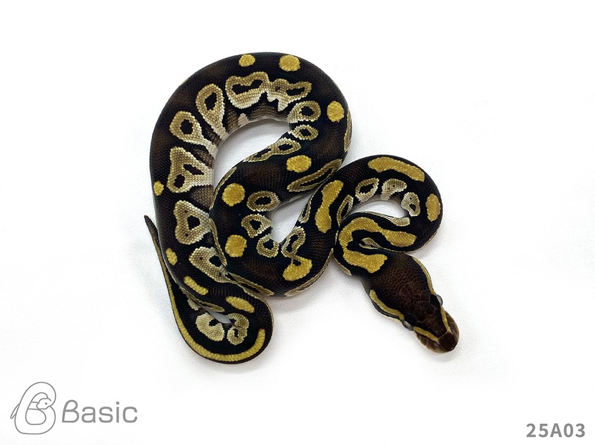 Basic_bp's tweet photo. 【SOLD OUT】
0.1 BH Lesser 100% Het VPI Axanthic
ブラックヘッドレッサー 100% Het VPIアザン ♀
¥35,000

個体ID:24A03
2025 Basic CB

ご売約ありがとうございます。

#ボールパイソン販売 #ボールパイソン繁殖 #BasicCB https://t.co/9JinLHYIjB