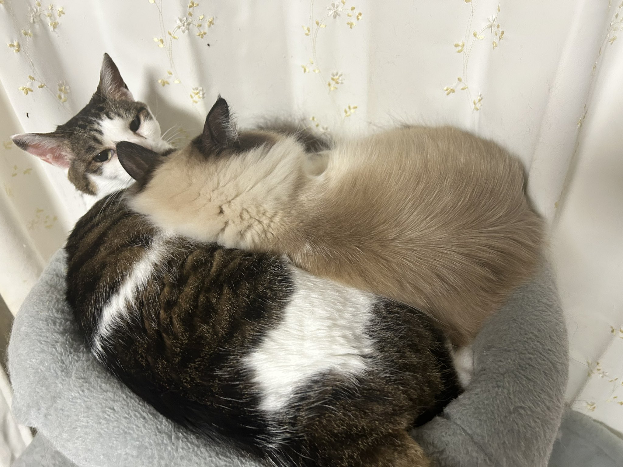 ※ねこ※ 2023-risa-29.jpg