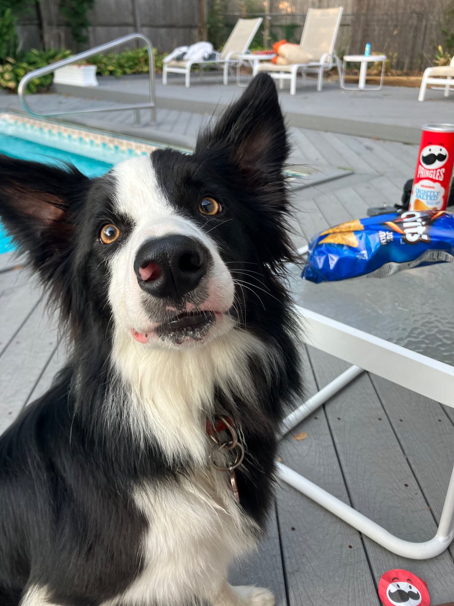 Dog :3