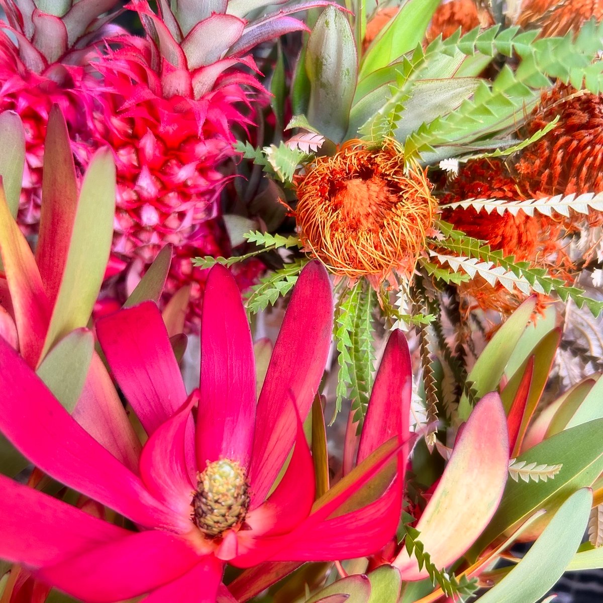 SHOParcobaleno's tweet photo. ハナパイナップル❦#Anamas nanus／学名

#花言葉：完全無欠・あなたは完璧
❦学名 ananas nanus
［nanus／小人］小さなパイナップルを意味

#summer #tropical #fruit #pineapple #green #cute
#nature #photo #photography #キリトリセカイ 
#ファインダー越しの私の世界 
#写真好きな人と繋がりたい https://t.co/DBJvwvrQGa