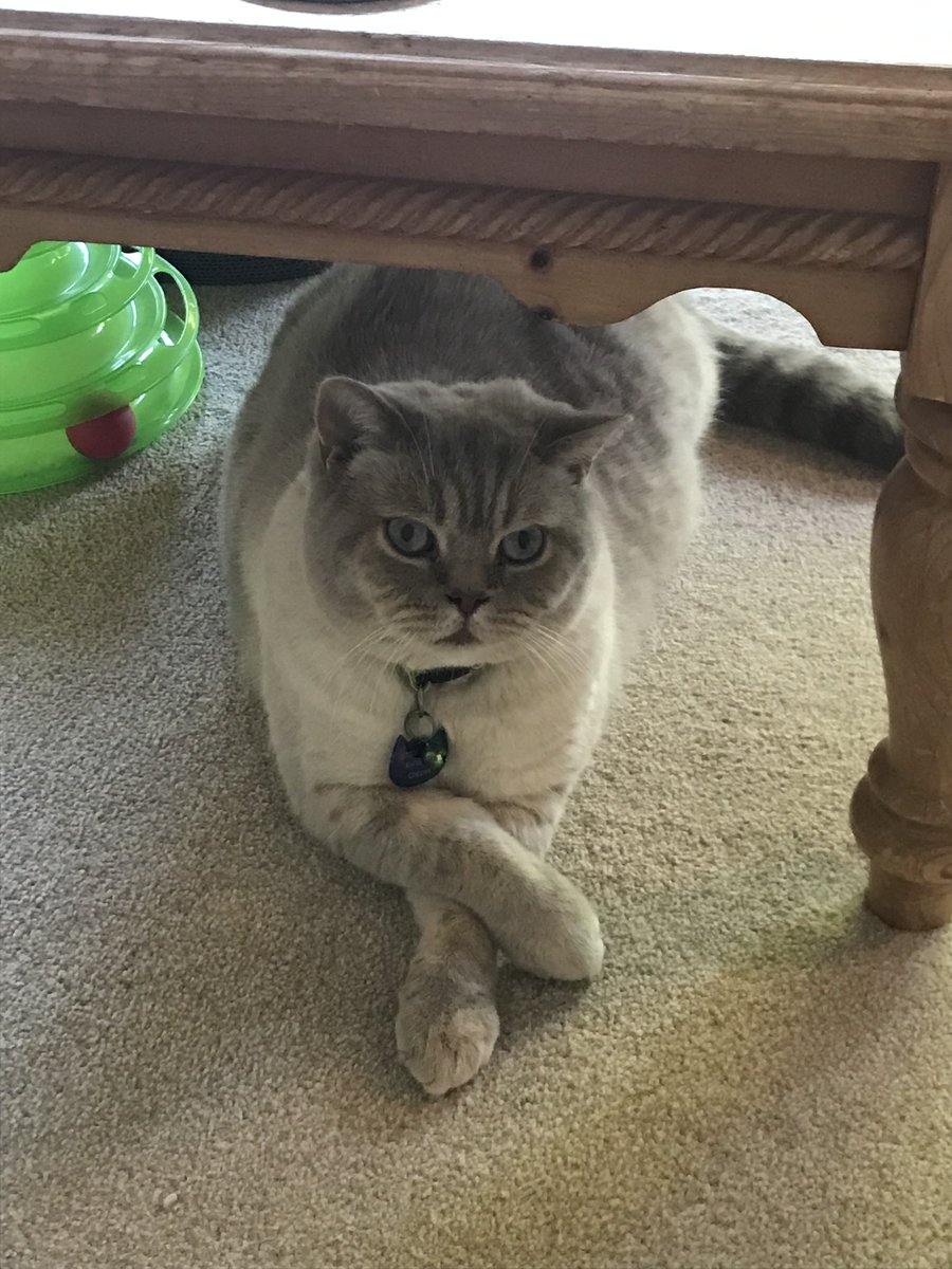 Susan's #CatOfTheDay is Jasper.

Thank you <a href="/RedsVortigen/">Martin King💙</a> for sharing this pic!