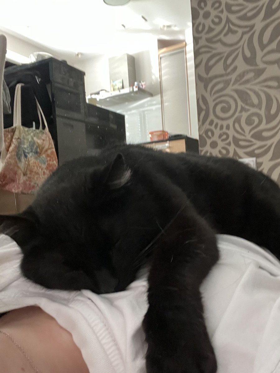 Black cats are not bad luck tweet media