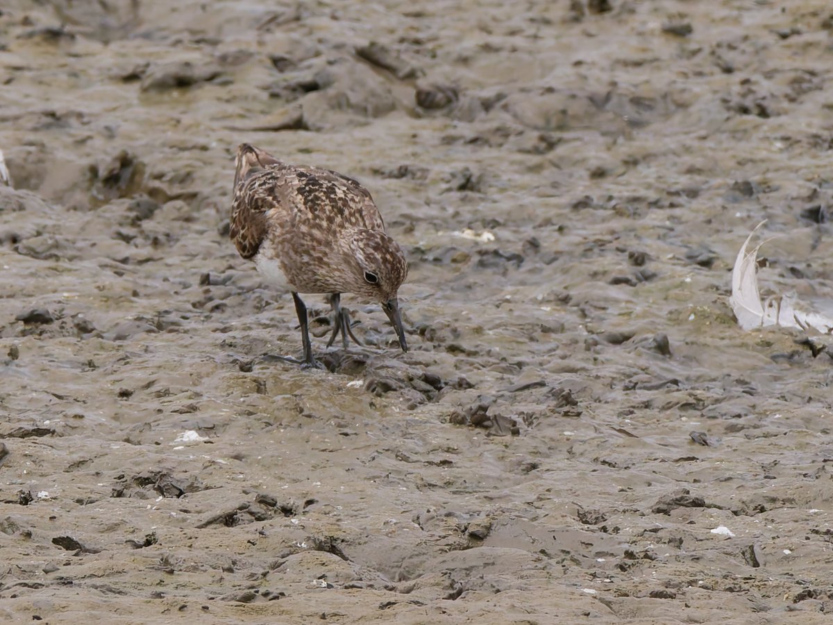 birdmanpaul's tweet photo. Temminck's Stint at Frampton today https://t.co/US5fhqPzwz