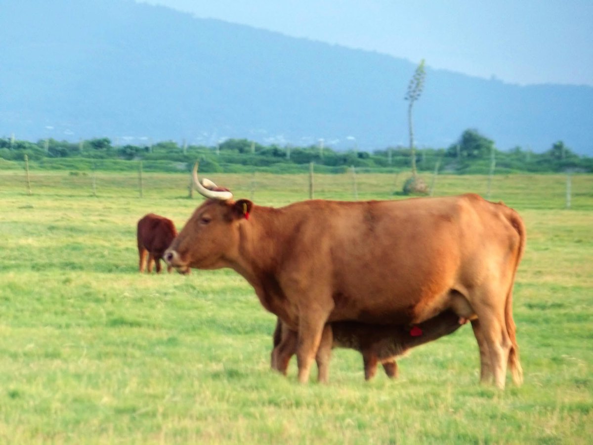 La 570 Cantinera con su becerro número 20 nacido el 6 de junio. Es una vaca con muy buen comportamiento materno. Este becerro es su sexta cría. Es mamá de uno de los toros de la corrida de Huamantla.