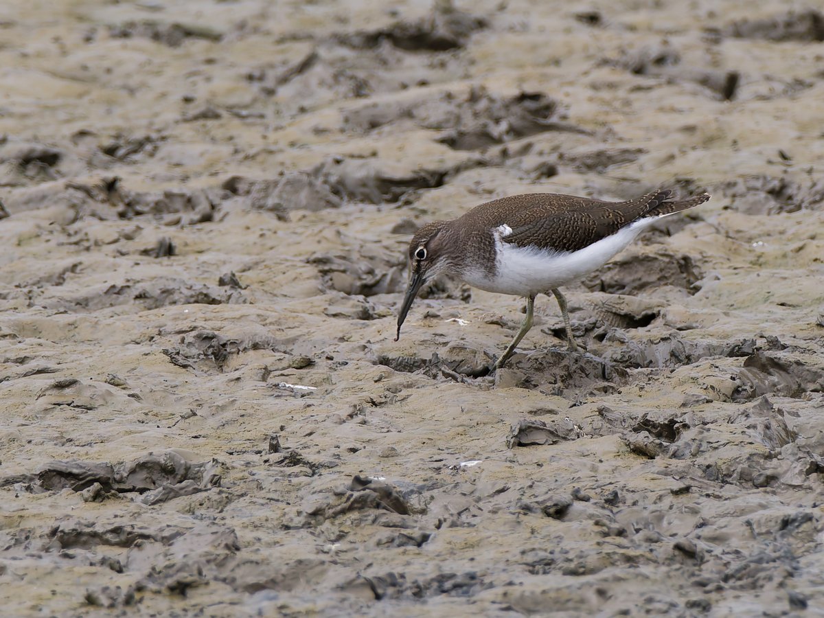 birdmanpaul's tweet photo. Little Stint and Common Sandpiper at Frampton Marsh https://t.co/mpBVZLewHs