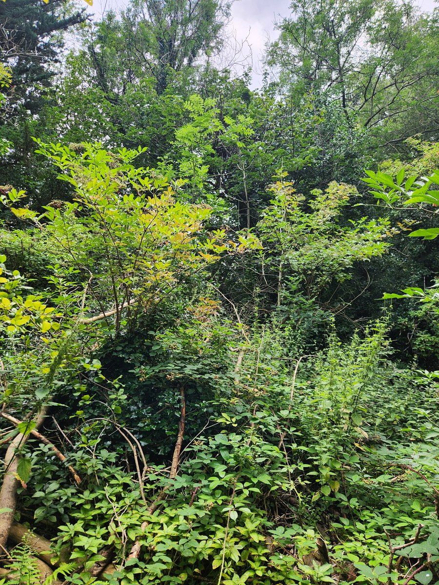 “When one plants a tree they plant themselves. Every root is an anchor, over which one rests with grateful interests, and becomes sufficiently calm to feel the joy of living.”

— John Muir