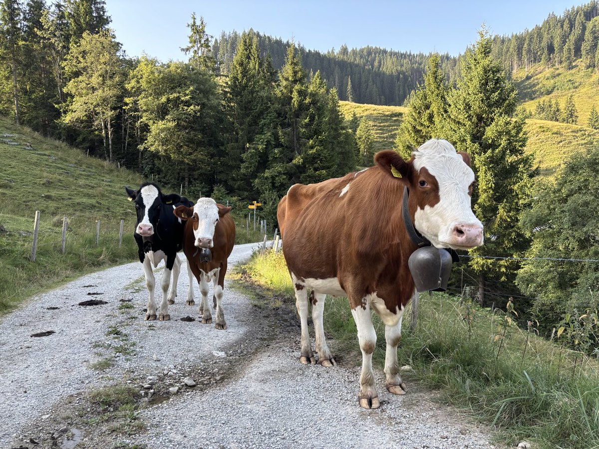 josviaque's tweet image. Zdjęcie relaksujące. 🇨🇭 #Rüschegg #Szwajcaria #Schweiz #Suisse #Svizzera #Svizra