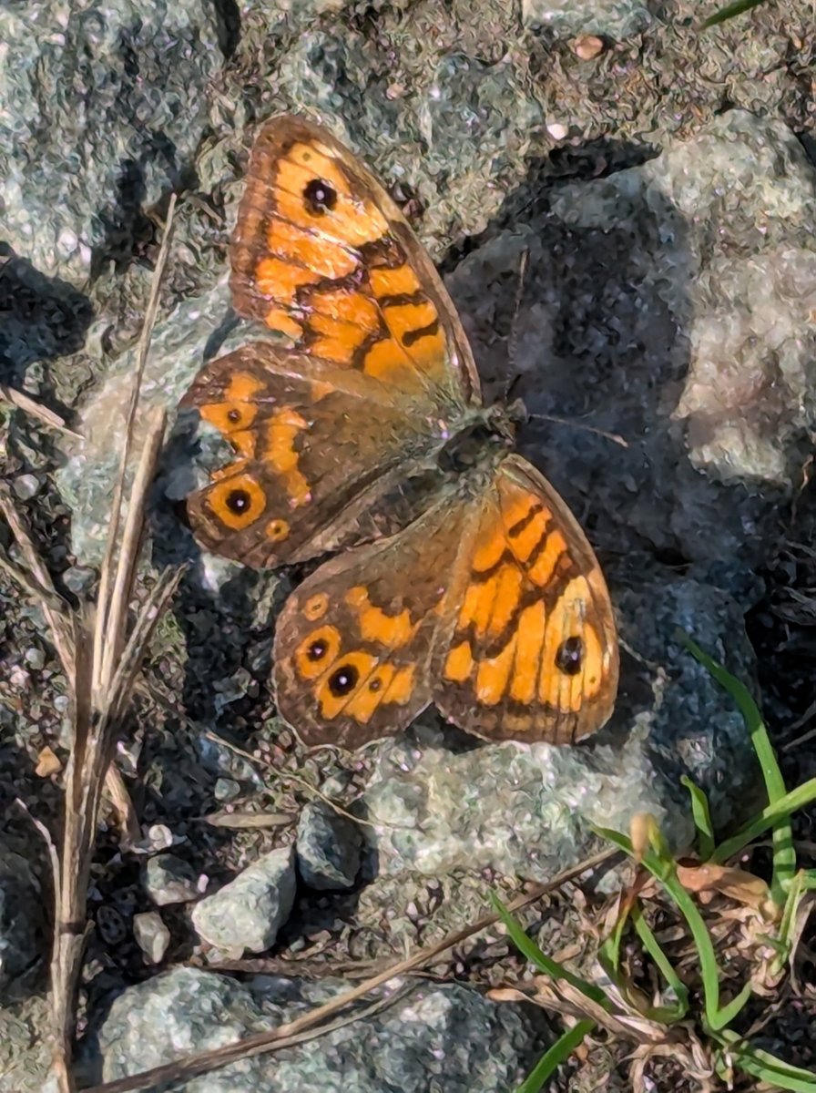 Although the marshes of NE Suffolk seem to be a stronghold for the Wall Brown in Suffolk there have also been sightings at Dunwich Heath, Orford Church, Aldeburgh, Sudbourne Church &amp; Landguard.  Not too late to keep looking. 📷from Aldeburgh © John Heald