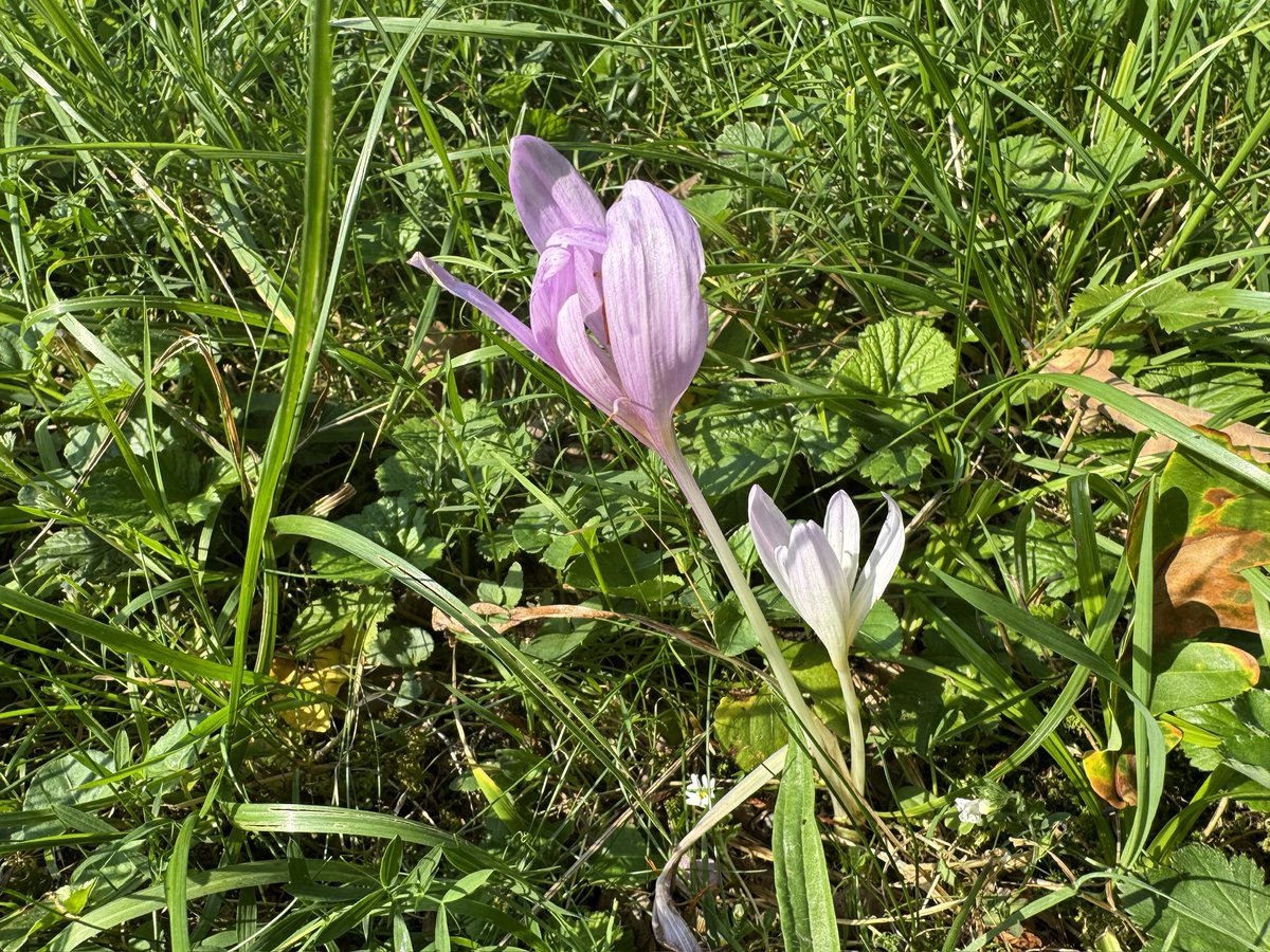 The first autumn crocus I’ve seen this season. Die erste Herbstzeitlose des Jahres.