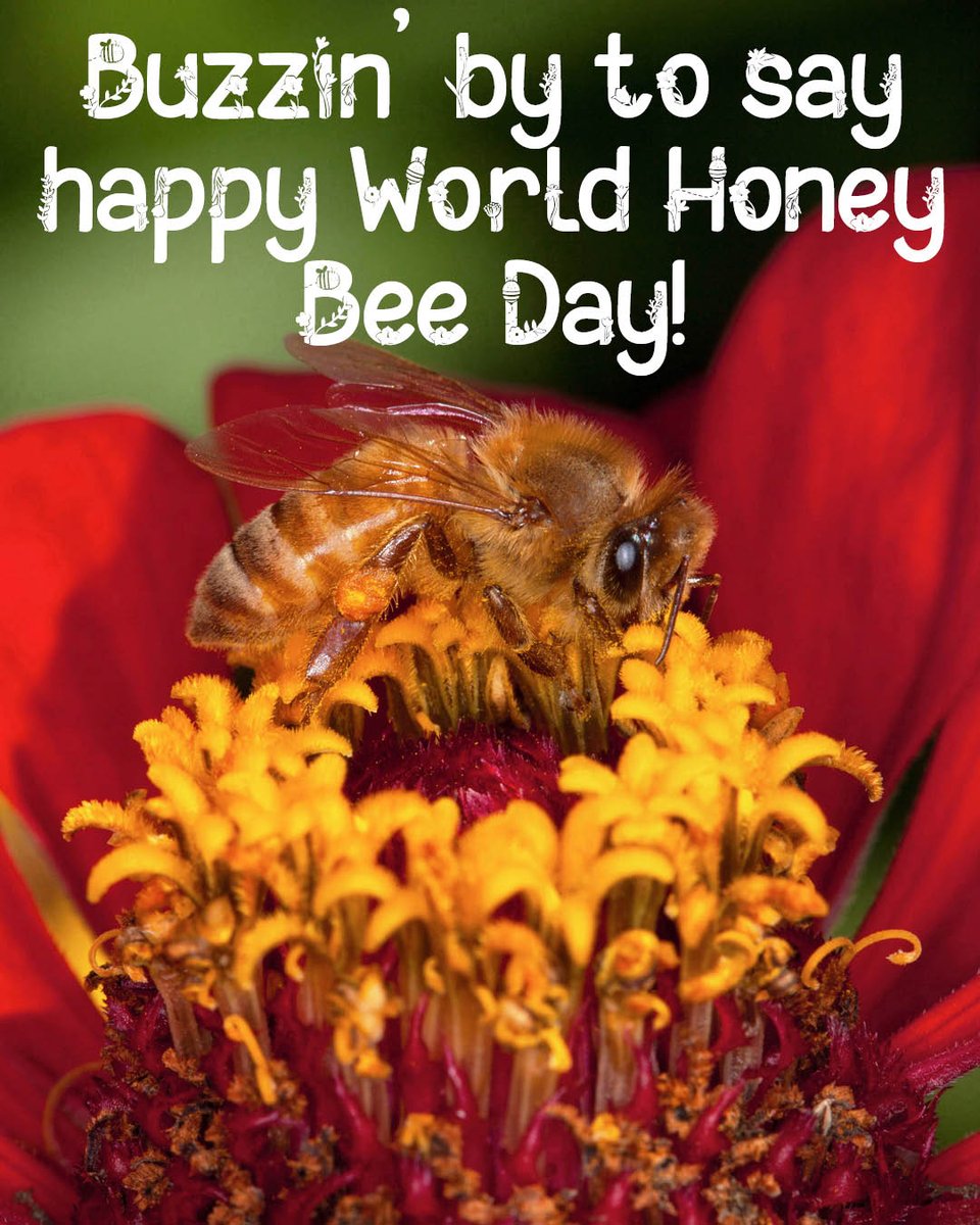 🐝Happy World Honey Bee Day! 🐝 Did you know honey bees are the primary insect pollinators of agricultural plants in most of our country? Native to Europe, the honey bee is responsible for pollinating more than 130 types of fruits, nuts and vegetables, worth roughly $15 billion