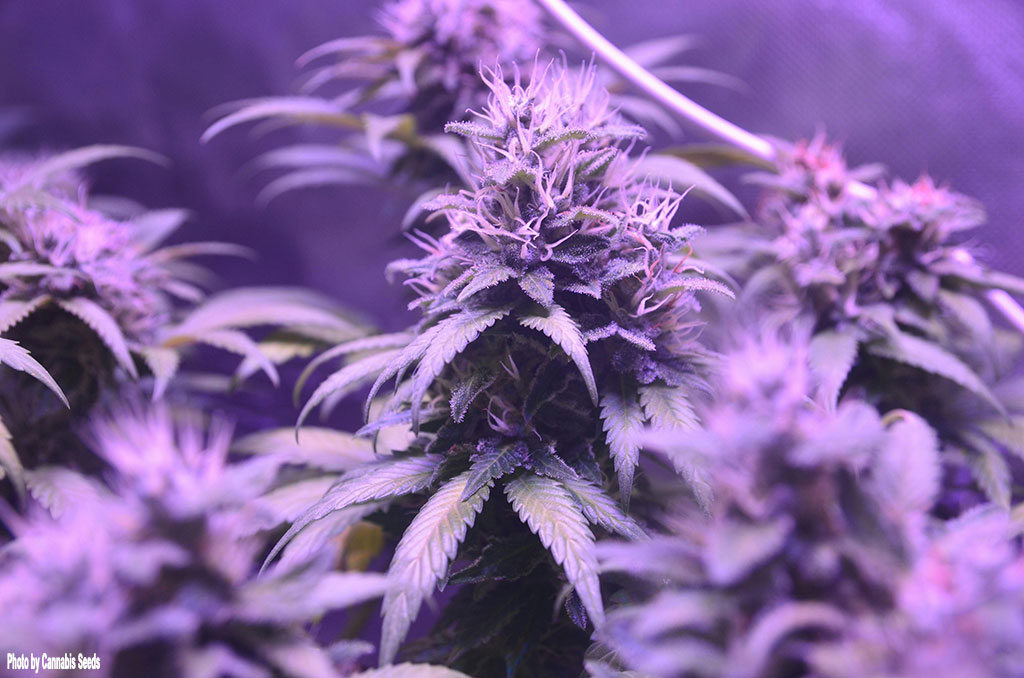 PotCultureMag's tweet photo. #CircleUp: Morning. Today at 1 PM CST, Reefer Report Card Vol. 10 hits. From Massachusetts’ cannabis audit and New Jersey’s lab mess, we’re grading the week in weed.
#PotCultureMagazine #WeedNews #ReeferReportCard #CannabisCulture #420Community #Weedlife #Cannabis #Weed https://t.co/xzsqQPKqb4