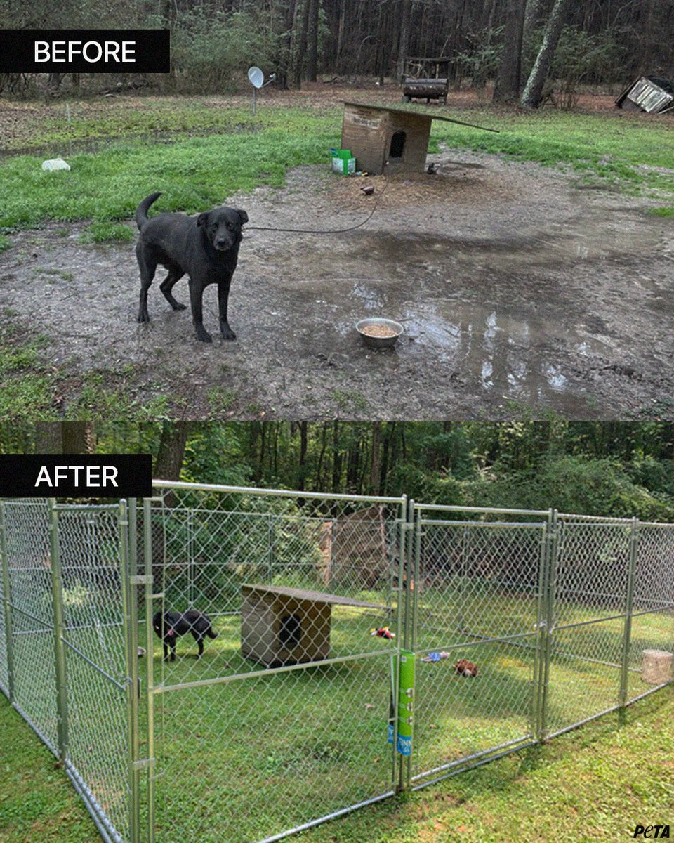 Thanks to your support, we built a large pen so Bear can roam freely in the grass. While Bear’s transformation is a step in the right direction, no dog should EVER be left outside. Help us continue to make a difference for dogs like Bear 🔗  peta.vg/43po