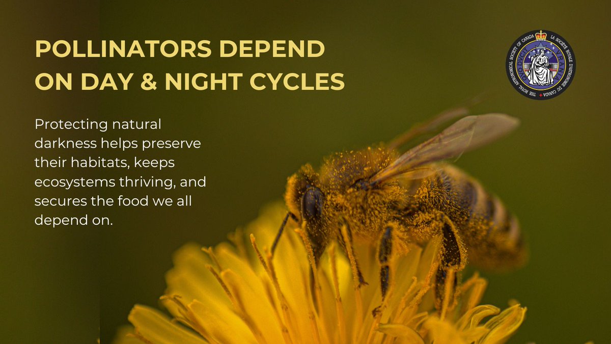 It’s World Honey Bee Day! 🐝✨ Honey bees nest in cavities where the only light comes from the hive entrance. Too much artificial light at night can keep that entrance lit 24/7, disrupting their natural day/night cycle. Let’s keep our skies (and nights) dark for the bees.