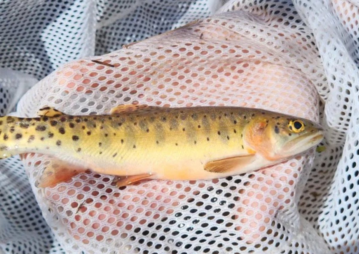 Cuando el incendio de Stoner Mesa amenazó Wildcat Creek, no solo las casas y los bosques estaban en peligro: una rara especie de trucha degollada del río Colorado también corría peligro.

Gracias a <a href="/COParksWildlife/">Colorado Parks and Wildlife</a>, el Bosque Nacional de San Juan y decenas de biólogos dedicados,