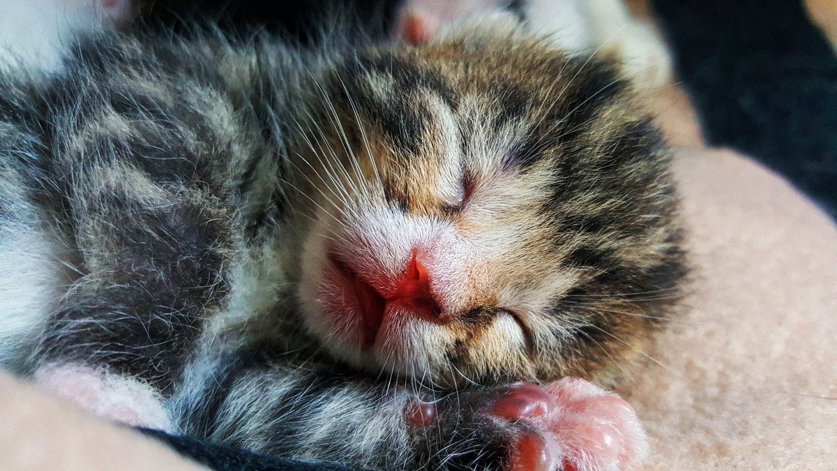 Milk dreams and strawberry gummy paddy paws. Ahh revisiting good times. I've been posting a library of pics and videos I've never posted anywhere before. Come to a place away from the timeline chaos.
parisisacatdad.substack.com