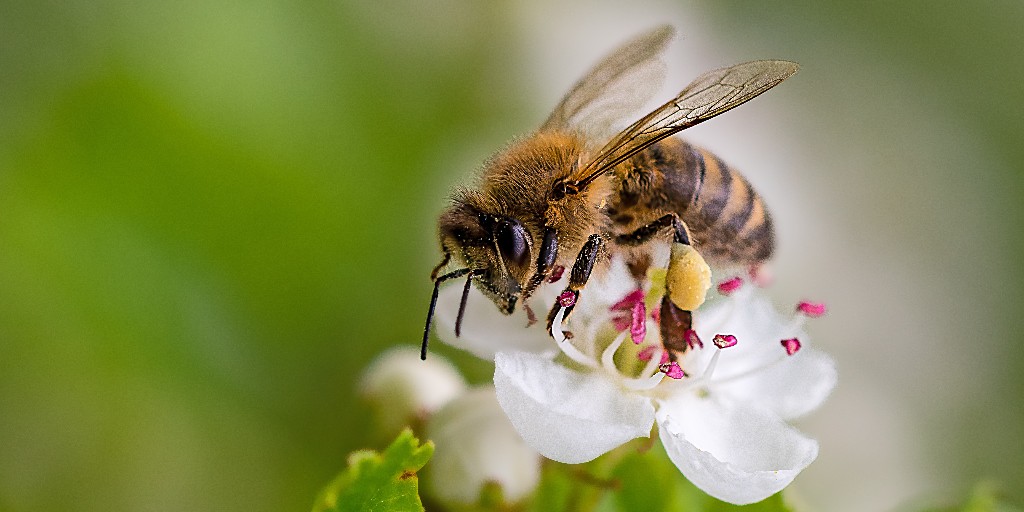 🐝Did you know that prescribed fire can actually benefit our buzzing friends, the bees? 🐝Researchers have discovered some fascinating findings at the Walthour-Moss Foundation’s longleaf pine savannah reserve. 

By regularly burning 90% of its plots every three years, they