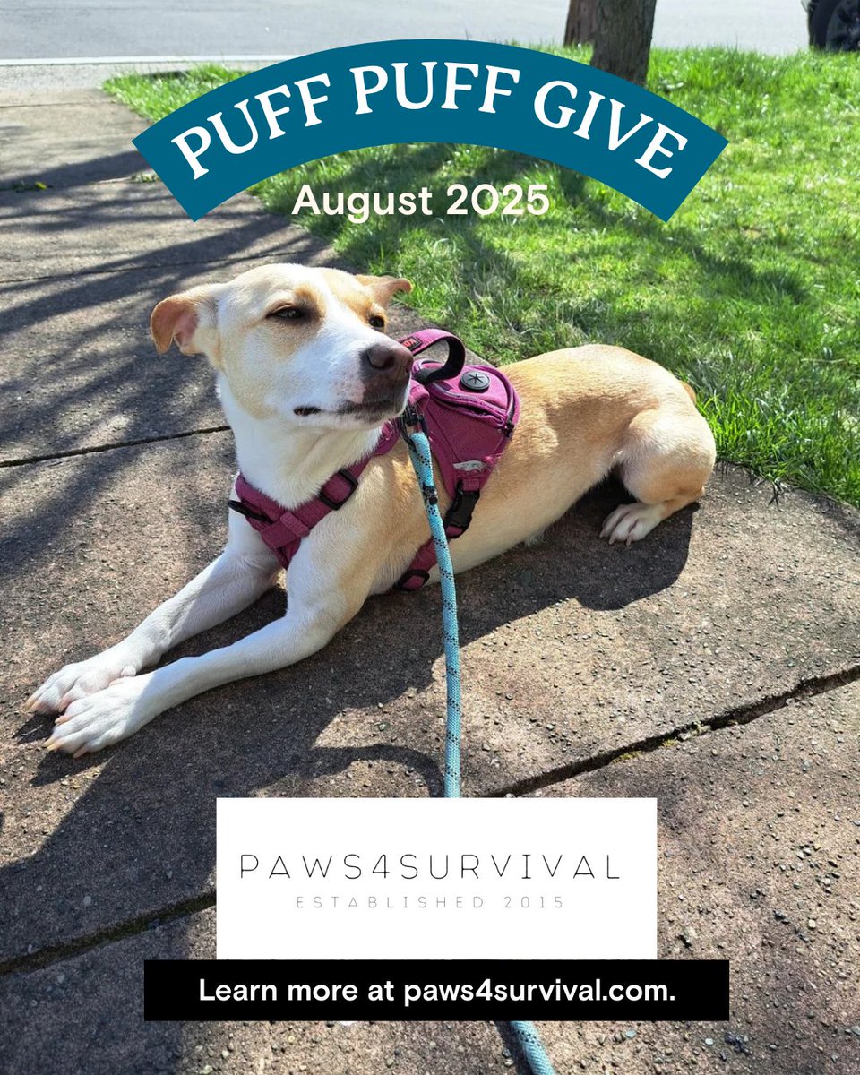 Our August PPG partner is Paws4Survival, a volunteer run nonprofit saving lives and giving second chances to animals in need, from Puerto Rican street dogs and cats to injured local wildlife. Every purchase of a PPG this month helps support their rescue and rehabilitation efforts