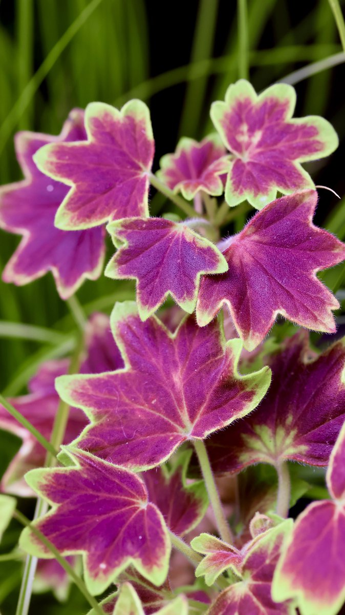 itsme_krrishm's tweet photo. Let's see your beautiful leaves.๐ฟ๐๐
#KrrishClick https://t.co/dgSP8KcaGs
