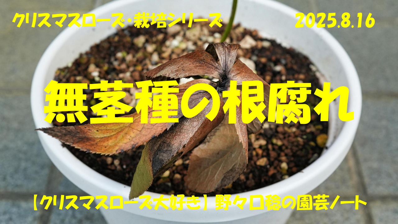 クリスマスローズ٩(๑❛ᴗ❛๑)۶専用ページ クリスマスローズ - অনুসন্ধান / X
