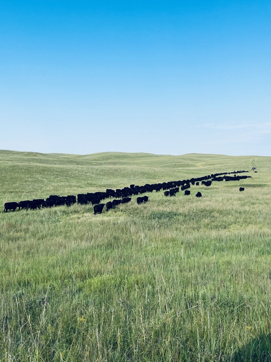 Trailing ⁦<a href="/BeelFrankbeel/">Frank Beel</a>⁩ &amp; ⁦<a href="/Nebsandhills/">Henry</a>⁩ steers home to feed. Ice Cream Sunday blacks
