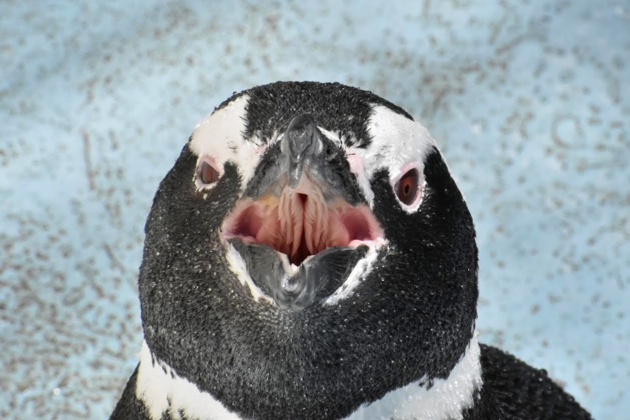 ➖牧場王様➖ボナベンチュラ　ペンギン 天王寺動物園ペンギンパークのフンボルトペンギン（2024年2月
