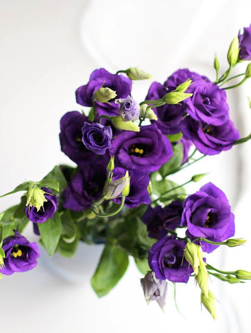AnthophileLDN's tweet photo. Purple lisianthus + earl grey tea ☕️ https://t.co/hvSNoyd9JE #HappyWeekend #Lisianthus #Anthophile https://t.co/3N1z5QfPy6