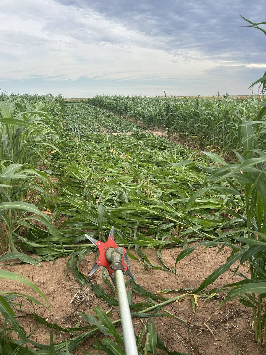 Watonga, OK - the lone 2025 sorghum multicut plot where I stayed (mostly) mud-free. I could get used to this. Regrowth check in a month.