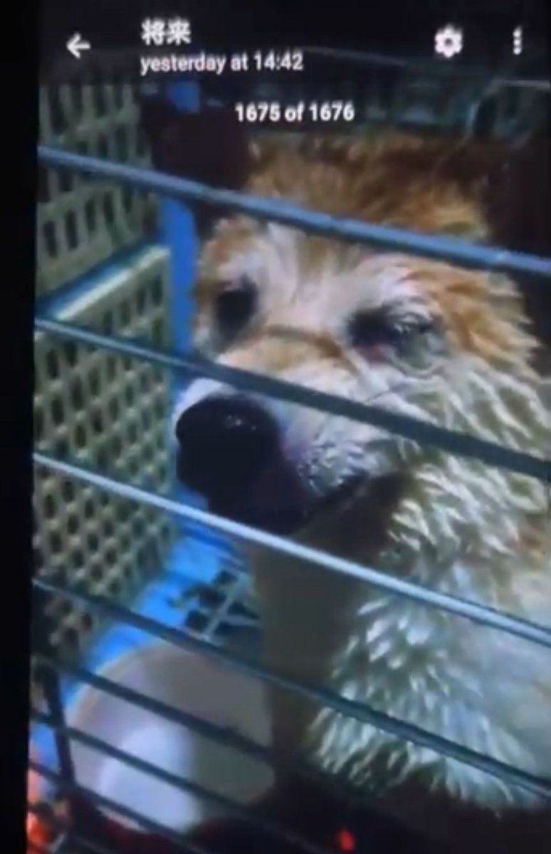 Topuzzo & Co. (@topuzzoc) on Twitter photo Not only cats, dogs too are your victims, you are demons who hate everything that is not like you 🇨🇳 #China #Cina #ChinaTravel <a href="/whyyoutouzhele/">李老师不是你老师</a> <a href="/BBCWorld/">BBC News (World)</a> <a href="/cnnasiapr/">CNN Asia Pacific PR</a> <a href="/CNN/">CNN</a> <a href="/SCMPNews/">South China Morning Post</a> Not only cats, dogs too are your victims, you are demons who hate everything that is not like you 🇨🇳 #China #Cina #ChinaTravel <a href="/whyyoutouzhele/">李老师不是你老师</a> <a href="/BBCWorld/">BBC News (World)</a> <a href="/cnnasiapr/">CNN Asia Pacific PR</a> <a href="/CNN/">CNN</a> <a href="/SCMPNews/">South China Morning Post</a>