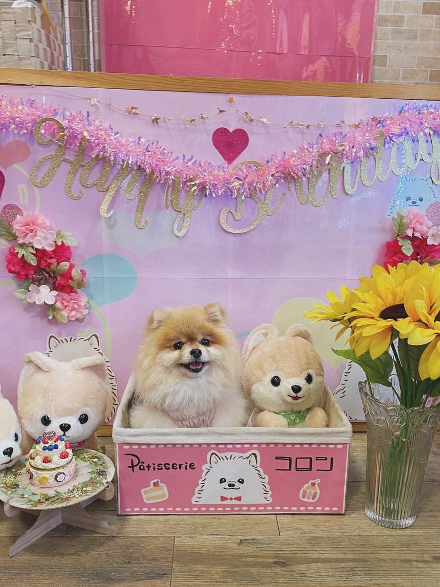 ケーキ🎂食べたよ😋

#ポメラニアン