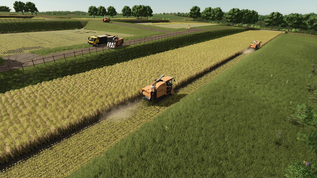 tamtam_farming's tweet image. 今日はいつもよりながーくマルチ鯖で配信しました(^^♪
米収穫２年目をタイミングよくやれました★
台数いたらあっという間！さすが皆さんプロですね
#FS25
#FarmingSimulator25
#マルチプレイ
#たむ豚
#たむマルチ