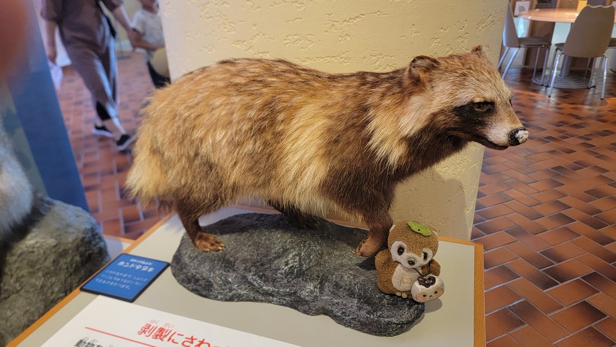 博物館にある剥製、ただ立ってるだけでなく、なんか物語を感じる展示に