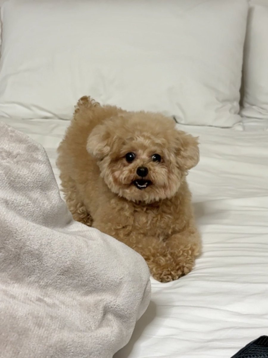 人間大好き元気犬