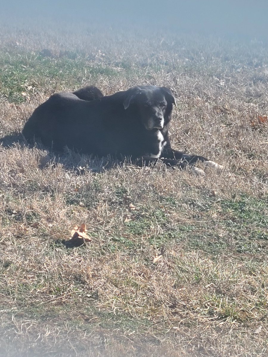 Alicia M. Walker, Ph.D 🌊🩷💜💙🏳️‍🌈 tweet media