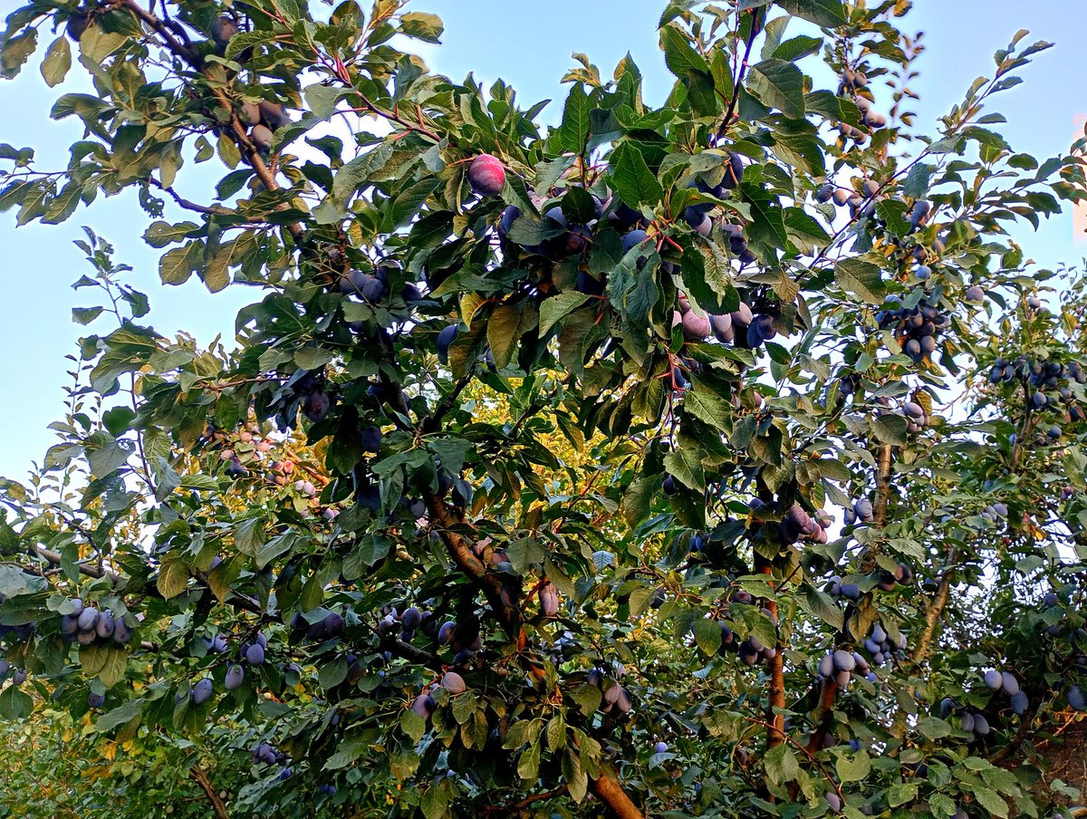 RobertMihalcea1's tweet photo. 🍇 Summer plums in the foreground 🌞
🌞Prunele verii în prim-plan🍇
#rvm #summer #august #sun #plums #freshplums #fruitofthesummer #sweetness #tree #garden #purplevibes
#prune #prunefresh #fructedevera #dulceata #pom #gradina https://t.co/LJFyXaKi13