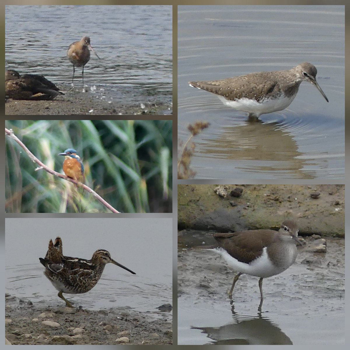 Nice birds at the moors #uptonwarren today, 3 green &amp; 1 common sand,blackwit, 3 snipe,always great to see kingfisher, 12 little egret, water rail, plus the usual