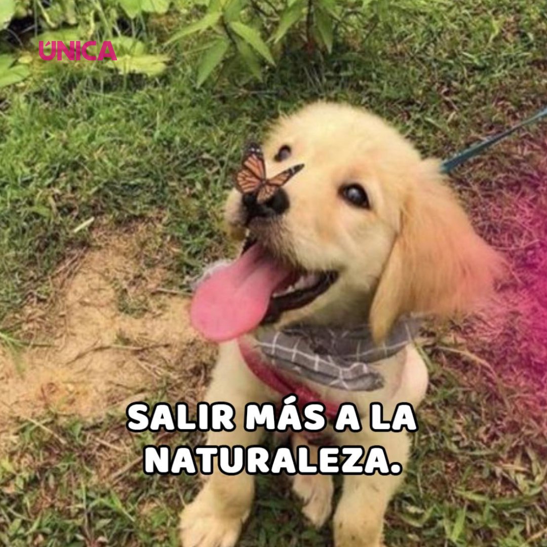 larevista_unica's tweet photo. 🐶💕 ¿Con cuál te identificas? 🤭
 
#revistaunica #puebla #metas2025 https://t.co/P04VC8Pu40
