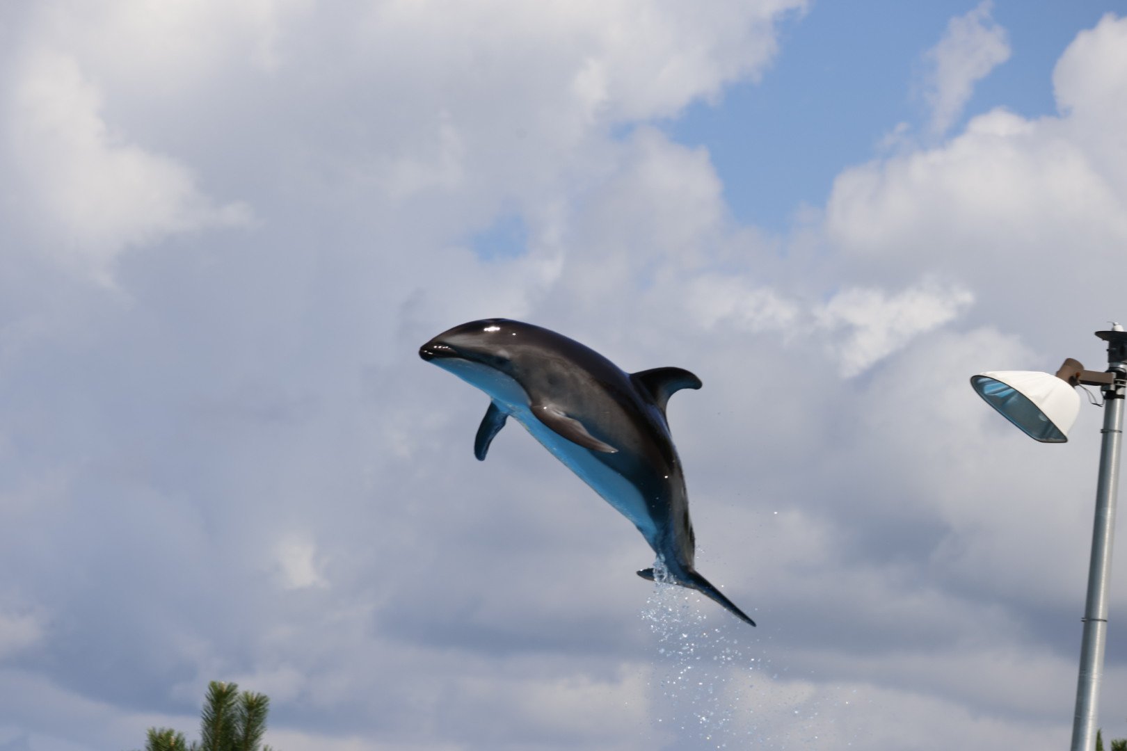 イルカさん イルカさん】募集します📮🐬 ※資料として使って良い方お願いし