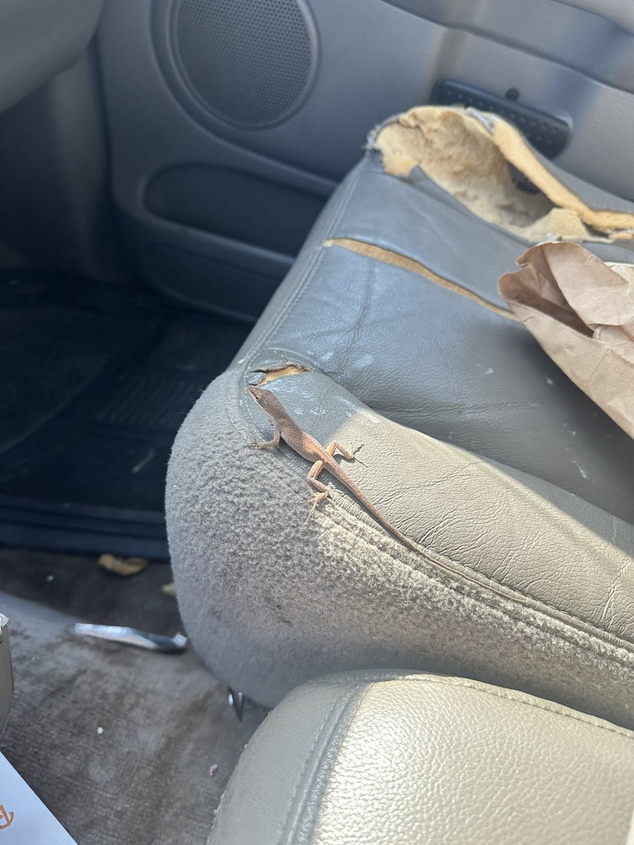 I was on my way to autozone this morning to grab some rust treatment for the van when I noticed a tiny lizard had stowed away on my windshield wiper.  Didn’t seem right to leave it at autozone so I gave it a ride back to the yard.