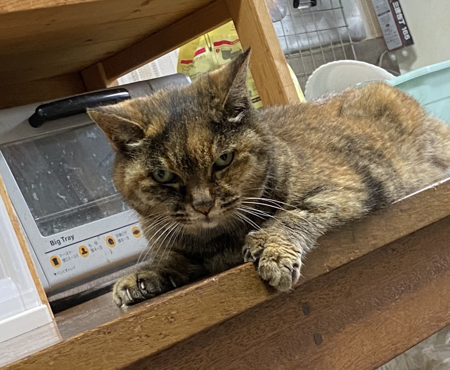 ねこ先輩 on X: 