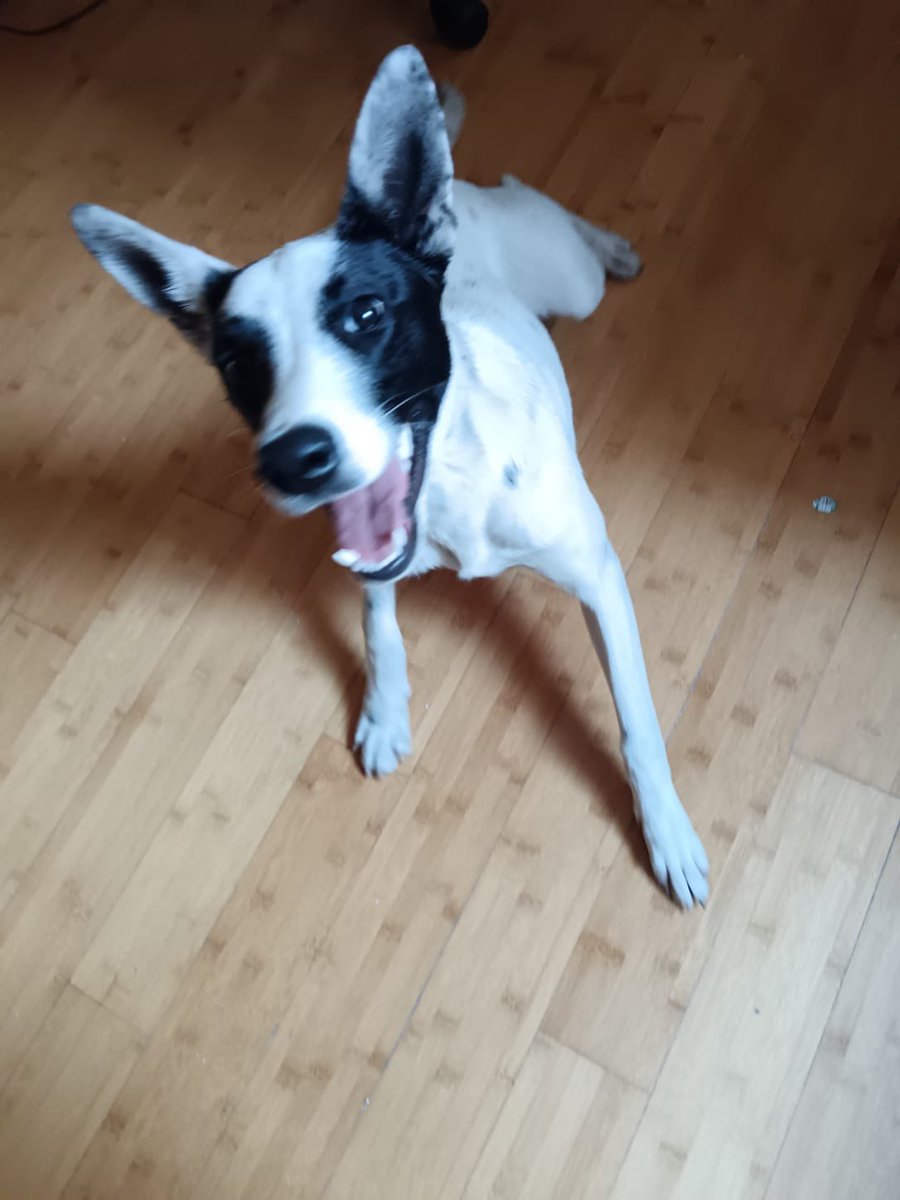 MascotaCoyoacan's tweet photo. #Encontrada hoy 16 de agosto 2025 frente a la unidad RIS en insurgentes sur 4411 frente a metrobus La Joya. Es hembra, joven, sin collar.

Contacto 55 6499 3130.

Por favor, compartan para que regrese a casa! https://t.co/kv3cEIwkR9
