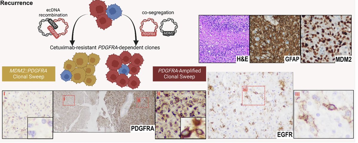 Morana Vojnic, MD, MBA tweet media